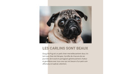 Les Carlins Sont Beaux - Site Avec Téléchargement De Modèles HTML
