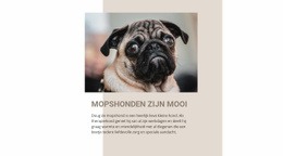 Mopshonden Zijn Mooi