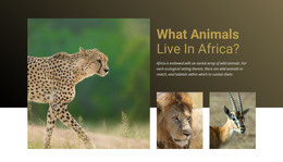 Live In Africa Bootstrap Templates