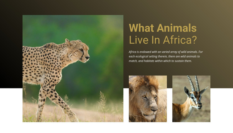 Live in africa Homepage Design