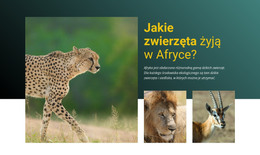 Bezpłatne Pobieranie Szablonu HTML Mieszkaj W Afryce