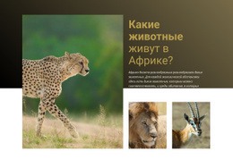 Жить В Африке – Премиум-Шаблон