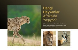 Afrika'Da Yaşamak - En Iyi HTML5 Şablonu