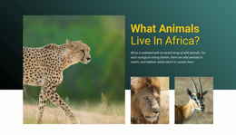 Live In Africa - Website Mockup Template