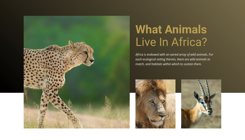 Live in africa Wix Template Alternative