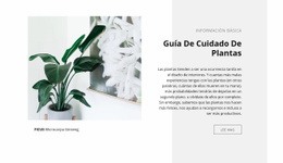 Información Básica - Plantillas En Línea