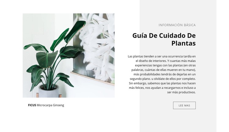 Información básica Plantilla CSS