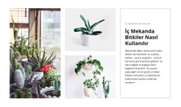 İç Bitkiler CSS Şablonu