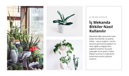 İç Bitkiler Için Ücretsiz HTML