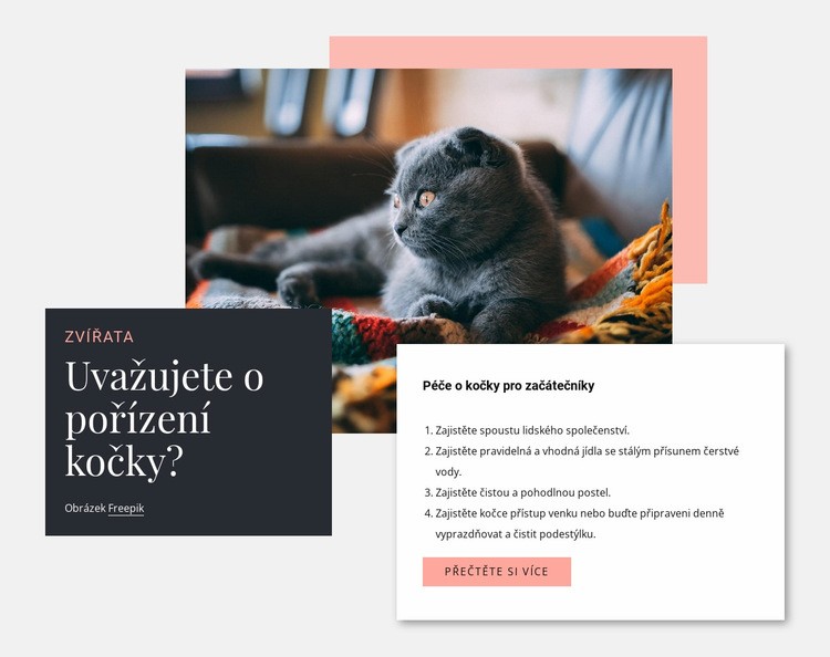 Obecná péče o kočky Šablona HTML