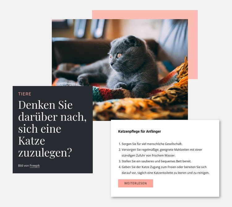 Allgemeine Katzenpflege Eine Seitenvorlage