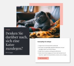 Allgemeine Katzenpflege