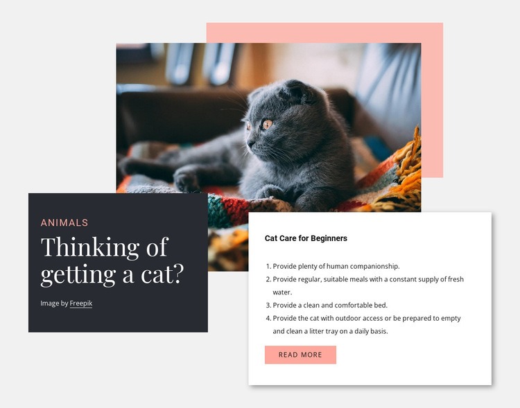 General cat care Elementor Template Alternative