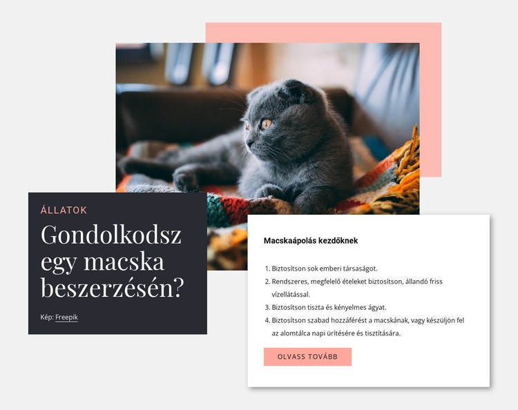 Általános macskaápolás HTML Sablon