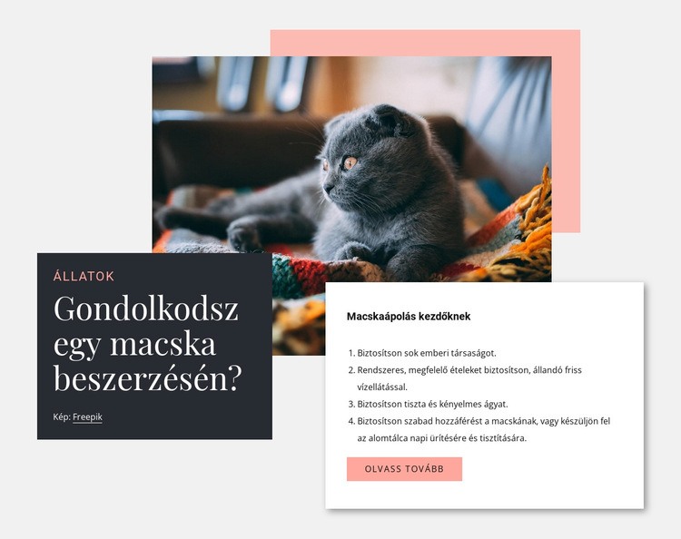 Általános macskaápolás Weboldal tervezés