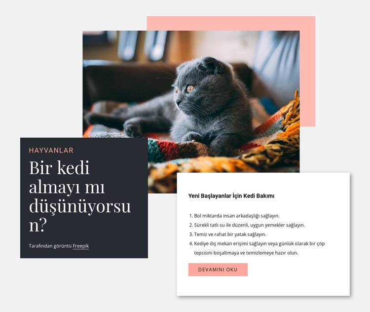 Genel kedi bakımı Web sitesi tasarımı