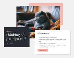 General Cat Care Web Templates