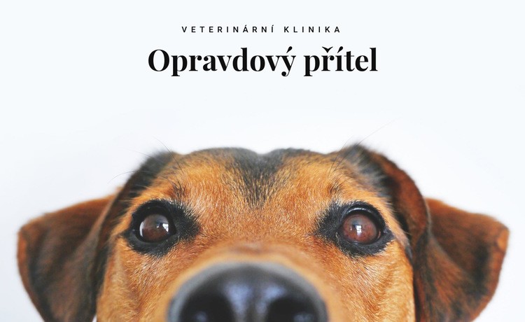 Veterinární klinika pro zvířata Šablona CSS