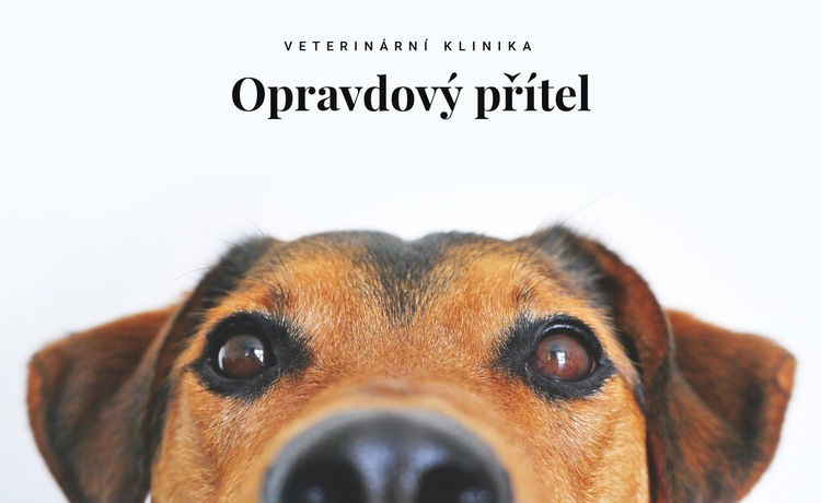 Veterinární klinika pro zvířata Šablona