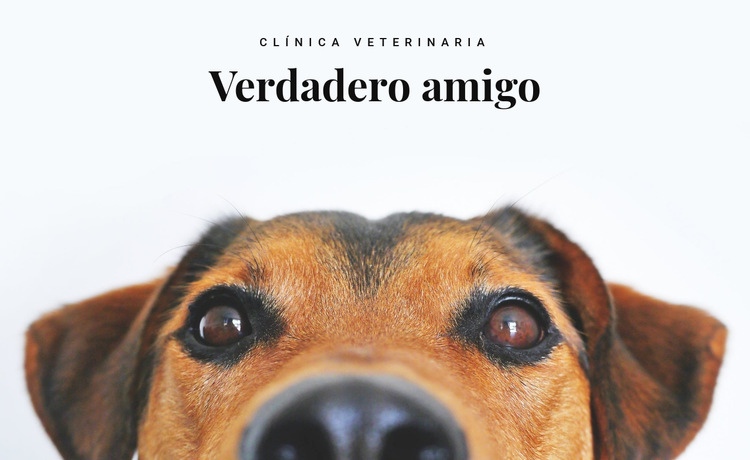 Clínica veterinaria de animales Maqueta de sitio web