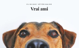Clinique Vétérinaire Pour Animaux Un Modèle De Page