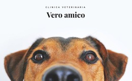 Clinica Veterinaria Per Animali Sito Web Di Animali Domestici