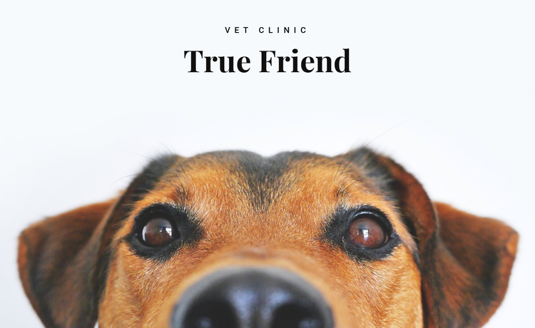 Animals vet clinic  One Page Template