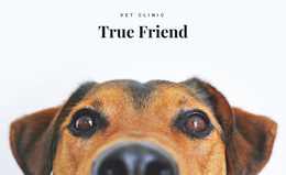 Animals Vet Clinic - Professional Website Design