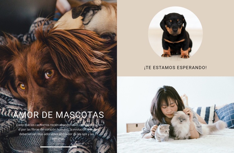 amor de mascota Diseño de páginas web