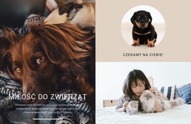 miłość do zwierząt Kreator witryn internetowych HTML