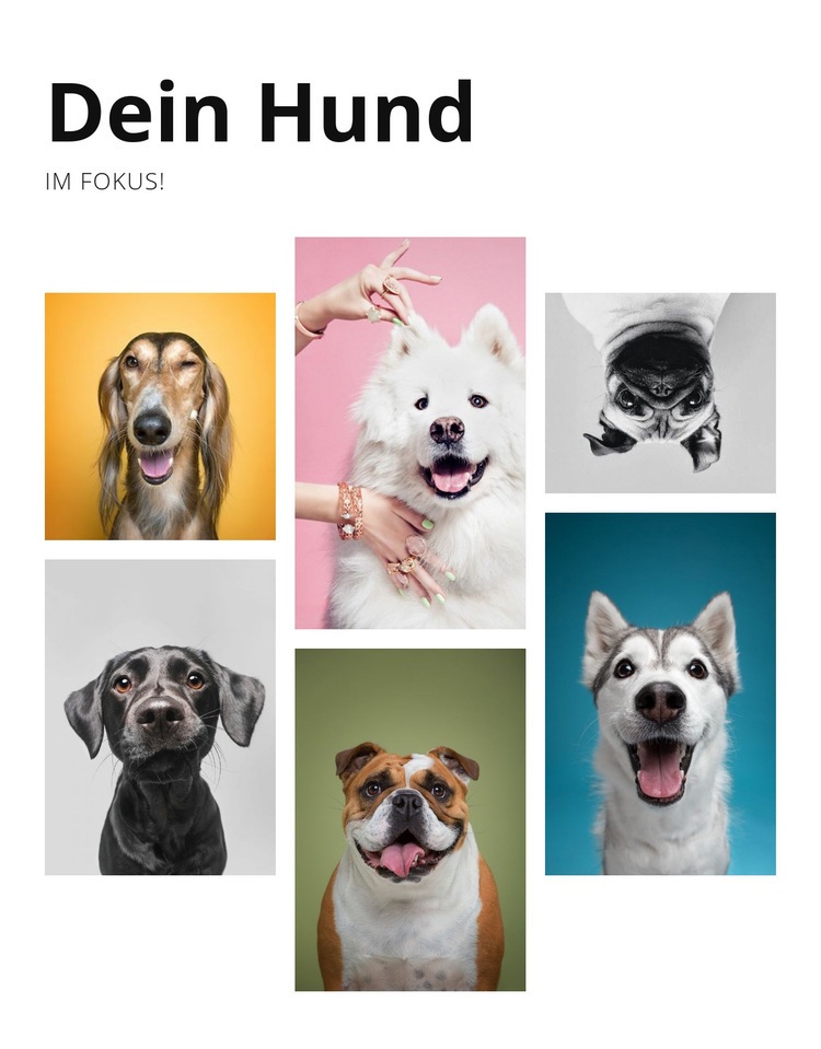 Hundetraining und Verhaltensänderung HTML Website Builder