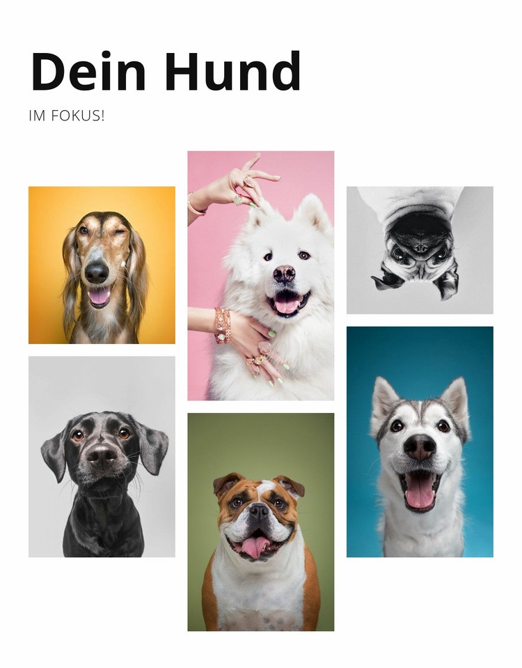Hundetraining und Verhaltensänderung HTML5-Vorlage