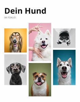 Hundetraining Und Verhaltensänderung