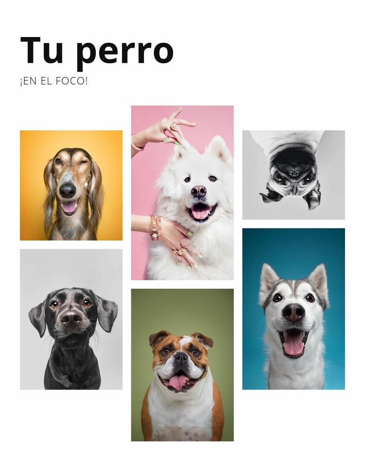 Adiestramiento y modificación del comportamiento de perros Maqueta de sitio web