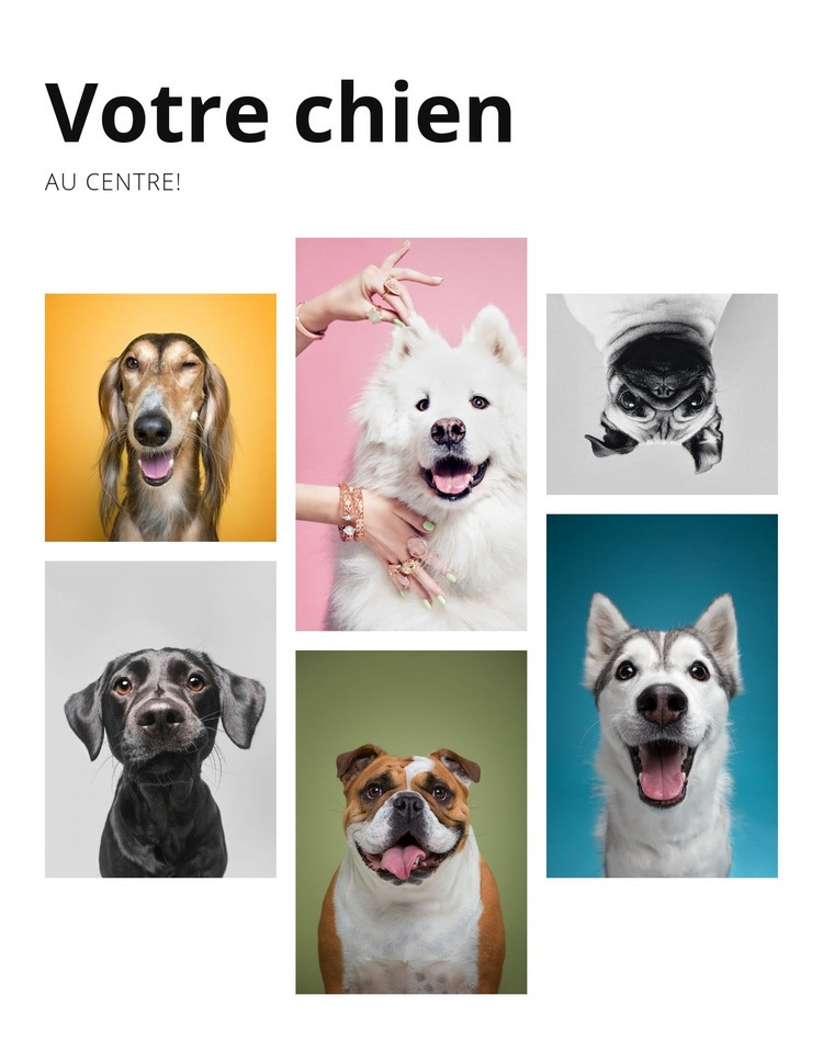 Formation des chiens et modification du comportement Modèles de constructeur de sites Web