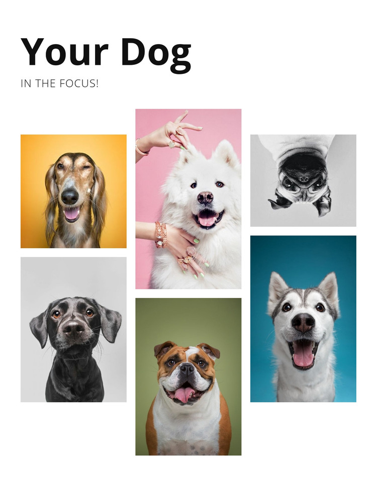 Dog training and behavior modification Homepage Design