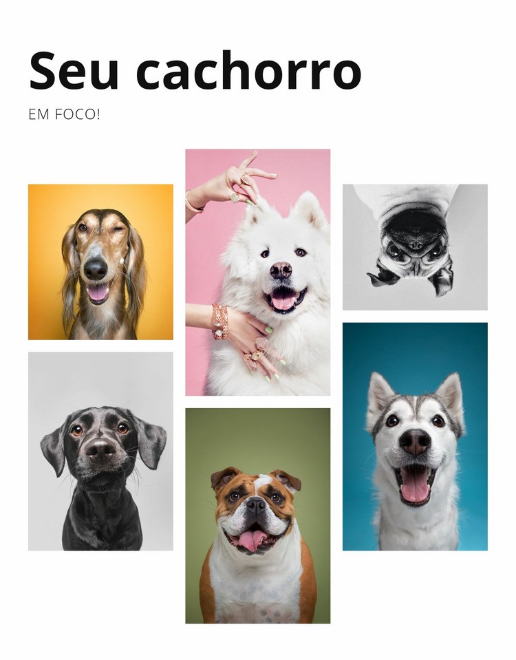 Treinamento de cães e modificação de comportamento Maquete do site