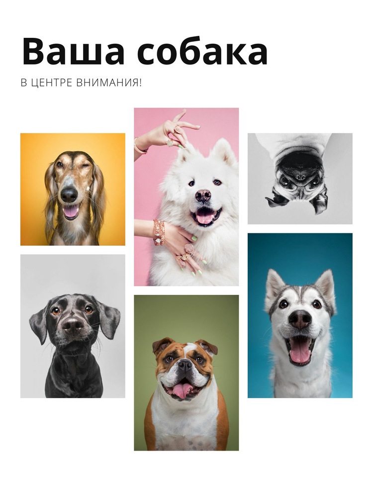 Дрессировка собак и изменение поведения Дизайн сайта
