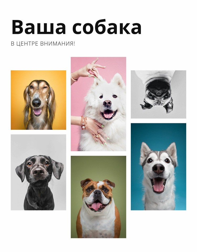 Дрессировка собак и изменение поведения Шаблон веб-сайта