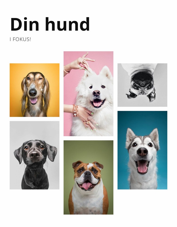Hundträning och beteendeförändring Webbplats mall