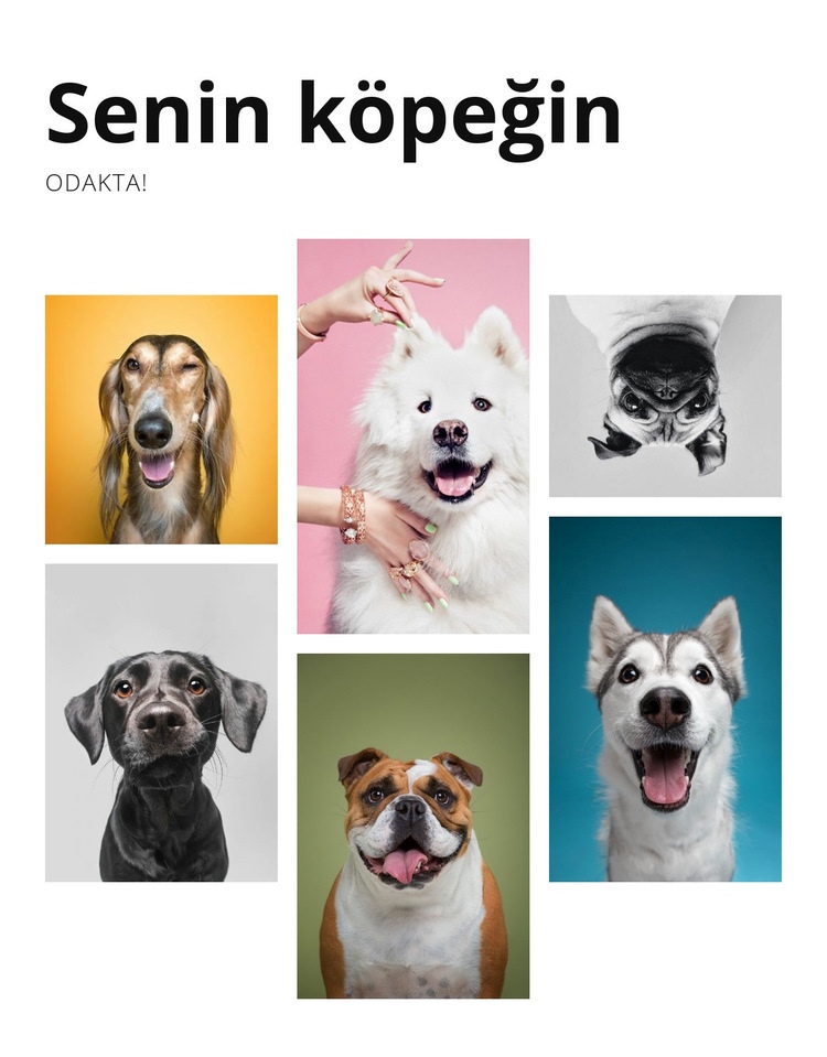 Köpek eğitimi ve davranış değişikliği Bir Sayfa Şablonu