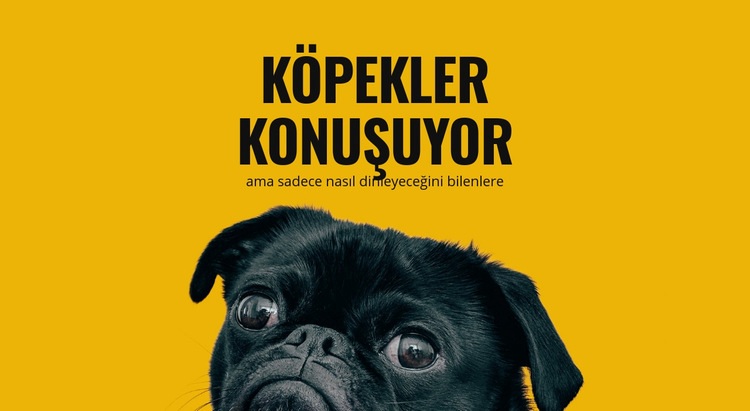 Reaktif köpeklerin bakımı Bir Sayfa Şablonu