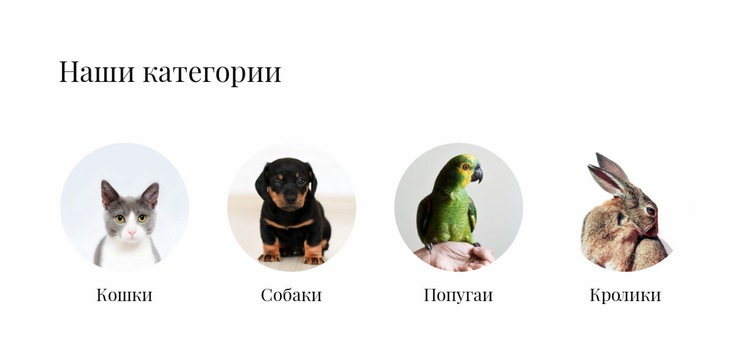 Магазин домашних животных Дизайн сайта