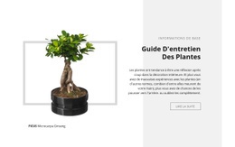 Guide D'Entretien Des Plantes : Modèle Simple D'Une Page