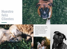 Impresionante Creador De Sitios Web Para Hospital De Mascotas