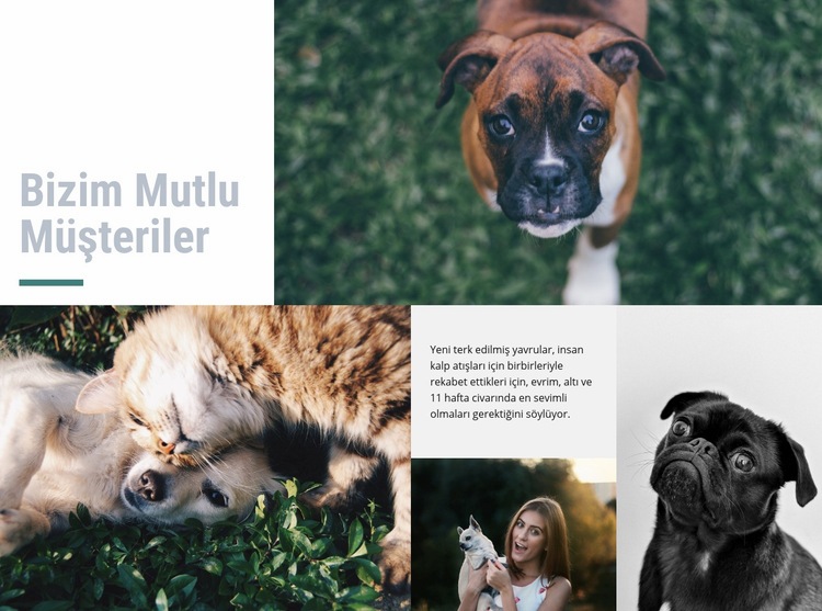 Evcil hayvan hastanesi Web sitesi tasarımı