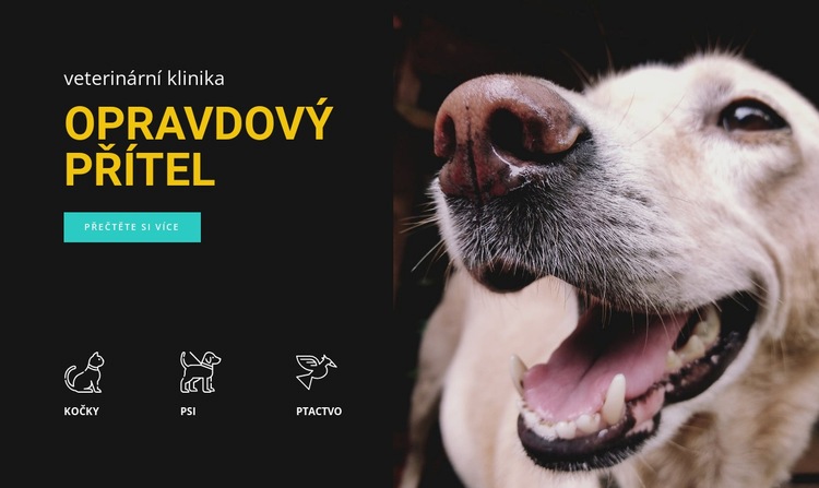 Nemocnice pro zvířata Šablona CSS