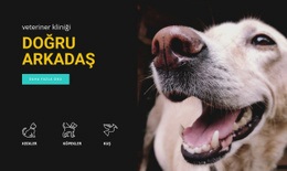 Hayvan Hastanesi - Duyarlı Web Sitesi Tasarımı