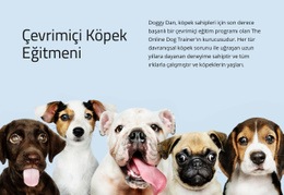 Çevrimiçi Köpek Eğitmeni Için Düzen Işlevi
