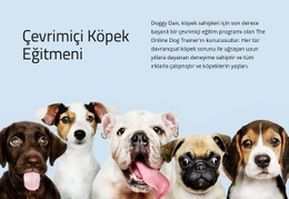 Çevrimiçi Köpek Eğitmeni Için WordPress Sitesi